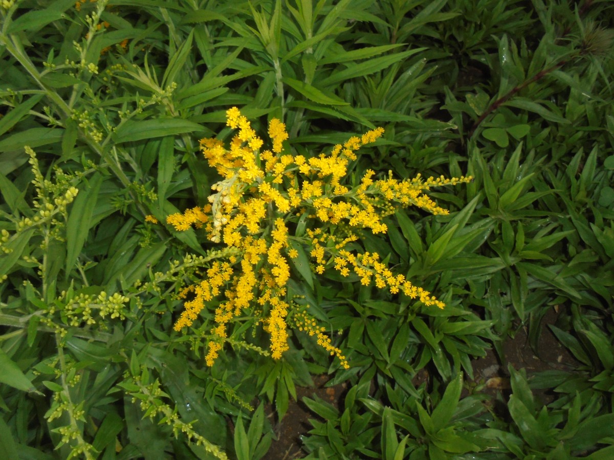 Solidago canadensis L.